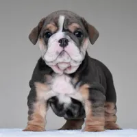 Rio, a male English Bulldog for sale in Dallas, TX – 9 of 9