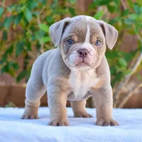 Ash, a male English Bulldog for sale in Dallas, TX – 3 of 9