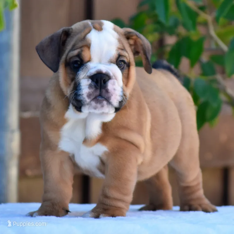 Mona – English Bulldog puppy for sale in Dallas, TX
