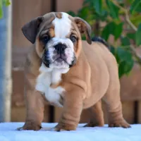 Mona, a female English Bulldog for sale in Dallas, TX – 1 of 10