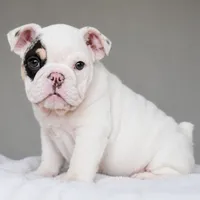 TRUFFLE, a female English Bulldog for sale in Dallas, TX – 3 of 7