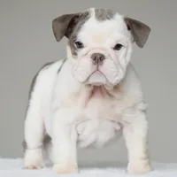 Linda, a female English Bulldog for sale in Dallas, TX – 5 of 10