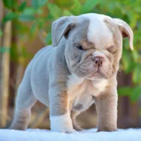 ROYCE, a male English Bulldog for sale in Dallas, TX – 7 of 10