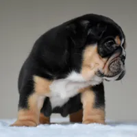 Romy, a female English Bulldog for sale in Dallas, TX – 7 of 10