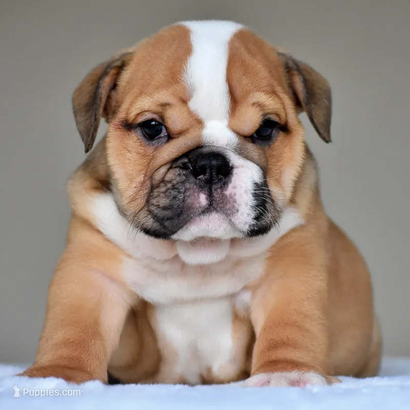 Zoe – English Bulldog puppy for sale in Dallas, TX