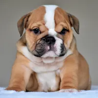 Zoe, a female English Bulldog for sale in Dallas, TX – 1 of 10