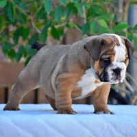 Mona, a female English Bulldog for sale in Dallas, TX – 7 of 10