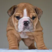Paco, a male English Bulldog for sale in Dallas, TX – 4 of 9
