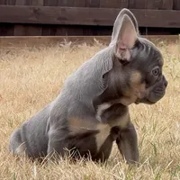 Mila, a female French Bulldog for sale in Dallas, TX – Photo 8 of 8