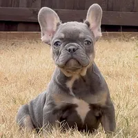 Mila, a female French Bulldog for sale in Dallas, TX – Photo 2 of 8