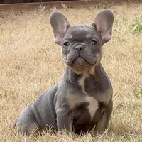 Mila, a female French Bulldog for sale in Dallas, TX – Photo 4 of 8