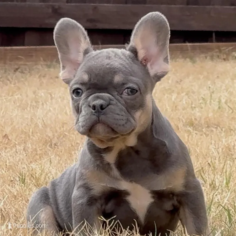 Mila – French Bulldog puppy for sale in Dallas, TX