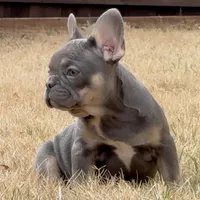 Mila, a female French Bulldog for sale in Dallas, TX – Photo 7 of 8