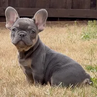 Mila, a female French Bulldog for sale in Dallas, TX – Photo 3 of 8