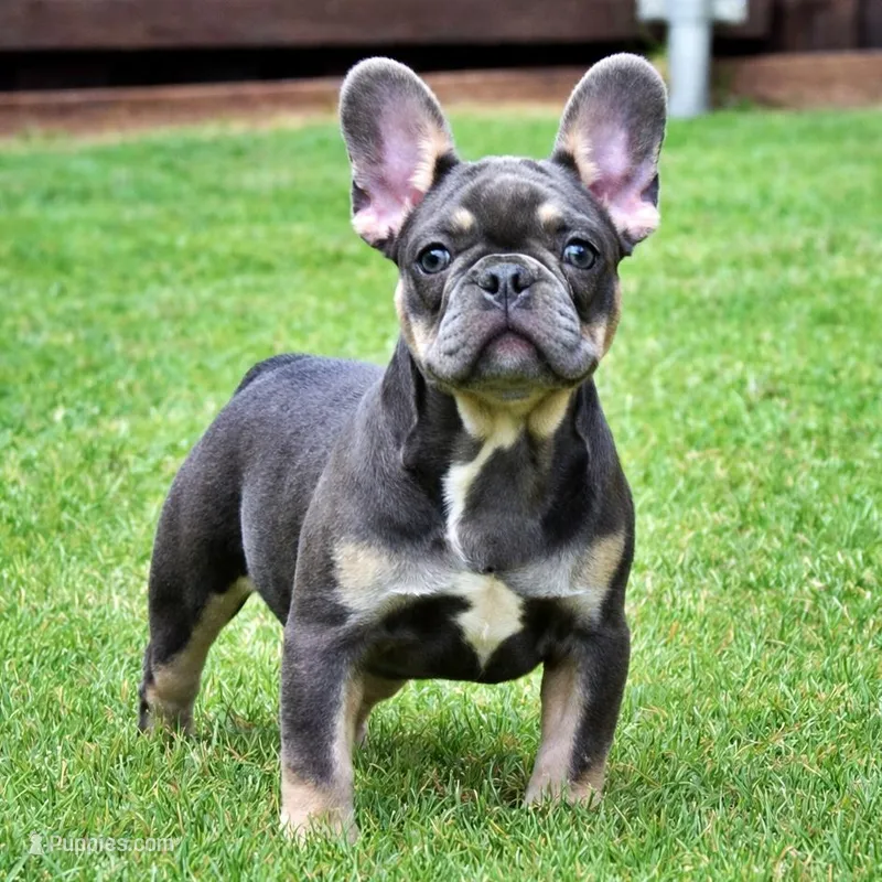 Mila – French Bulldog puppy for sale in Dallas, TX