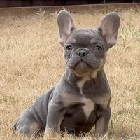 Mila, a female French Bulldog for sale in Dallas, TX – Photo 5 of 8