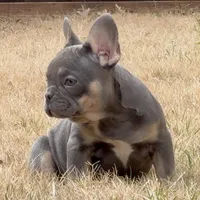 Mila, a female French Bulldog for sale in Dallas, TX – Photo 6 of 8