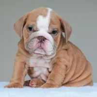 Simon, a male English Bulldog for sale in Dallas, TX – 10 of 10