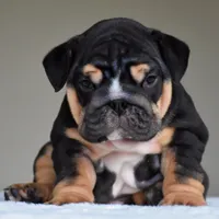 Nova, a female English Bulldog for sale in Dallas, TX – 1 of 9