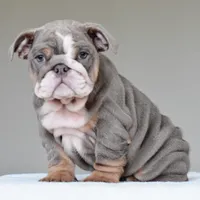 Kona, a female English Bulldog for sale in Dallas, TX – 4 of 10