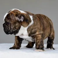 Luna, a female English Bulldog for sale in Dallas, TX – 2 of 6