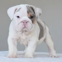 Adonis, a male English Bulldog for sale in Dallas, TX – 6 of 10
