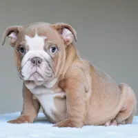 Maple, a female English Bulldog for sale in Dallas, TX – 3 of 8