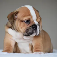 Zoe, a female English Bulldog for sale in Dallas, TX – 3 of 10