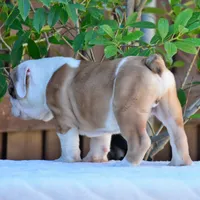 Nacho, a male English Bulldog for sale in Dallas, TX – 6 of 7