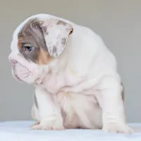 Adonis, a male English Bulldog for sale in Dallas, TX – 8 of 10