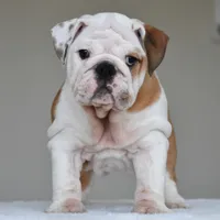 Stella, a female English Bulldog for sale in Dallas, TX – 3 of 10