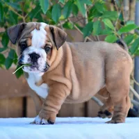 Mona, a female English Bulldog for sale in Dallas, TX – 9 of 10