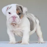 Adonis, a male English Bulldog for sale in Dallas, TX – 2 of 10