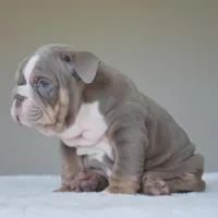 Maverick, a male English Bulldog for sale in Dallas, TX – Photo 10 of 10