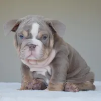 Maverick, a male English Bulldog for sale in Dallas, TX – Photo 5 of 10