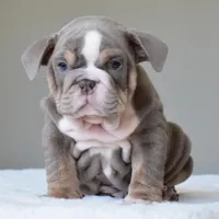 Maverick, a male English Bulldog for sale in Dallas, TX – Photo 8 of 10