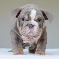Maverick, a male English Bulldog for sale in Dallas, TX – Photo 6 of 10