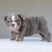 Maverick, a male English Bulldog for sale in Dallas, TX – Photo 3 of 10