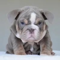 Maverick, a male English Bulldog for sale in Dallas, TX – Photo 9 of 10