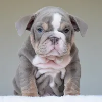 Maverick, a male English Bulldog for sale in Dallas, TX – Photo 7 of 10