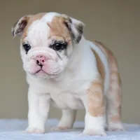 Mila, a female English Bulldog for sale in Dallas, TX – 4 of 9
