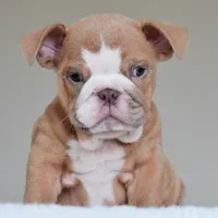 Sadie, a female English Bulldog for sale in Dallas, TX – 2 of 5