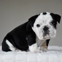 Oreo, a male English Bulldog for sale in Dallas, TX – 7 of 7