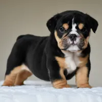Romy, a female English Bulldog for sale in Dallas, TX – 3 of 10