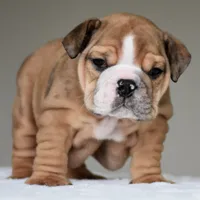 Paco, a male English Bulldog for sale in Dallas, TX – 2 of 9