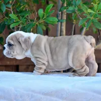 Diego, a male English Bulldog for sale in Dallas, TX – 5 of 8
