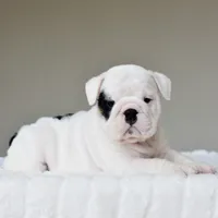 Polka, a female English Bulldog for sale in Dallas, TX – 9 of 9