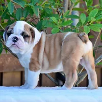 Nacho, a male English Bulldog for sale in Dallas, TX – 5 of 7