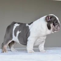 Nala, a female English Bulldog for sale in Dallas, TX – 3 of 8