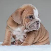 Simon, a male English Bulldog for sale in Dallas, TX – 3 of 10